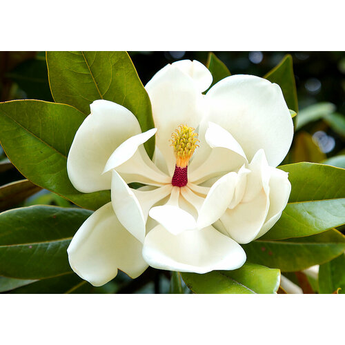Свежие семена 10 шт Магнолия крупноцветковая Грандифлора (Magnolia grandiflora) + Подарок