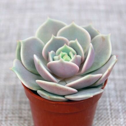 Эхеверия Лола (лат. Echeveria Lola) D5см