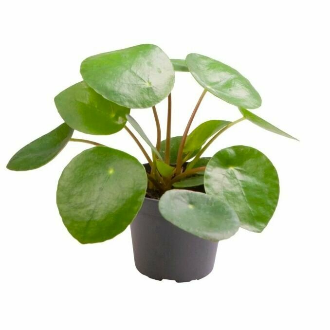 Пилея пеперомиевидная (Pilea Peperomioides) D6см