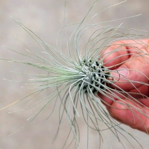 Тилландсия Серебристая (лат. Tillandsia argentea)