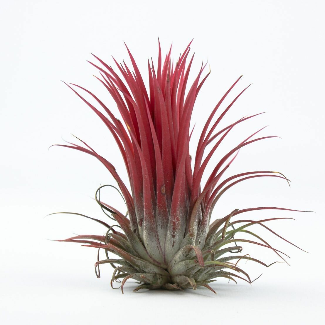 Тилландсия воздушая красная (Tillandsia ionantha red)