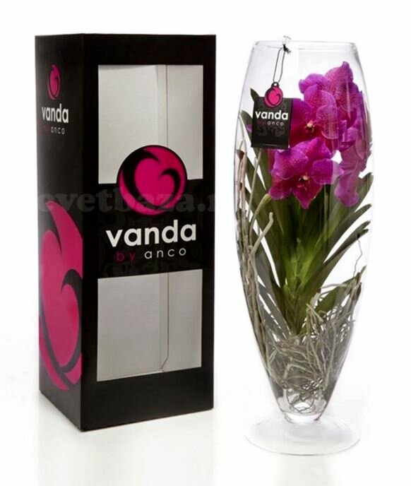 Ванда в вазе Шампань - Vanda Champagne D17 H60