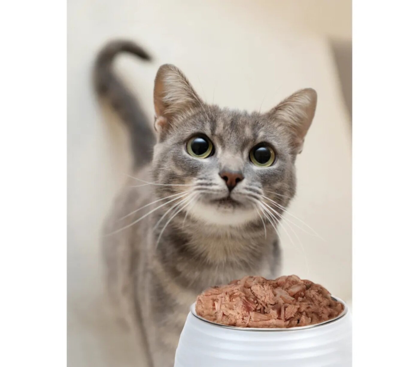 Зоогурман "Grain Free" консервы для кошек (Перепёлка, 100 г.) - фото №3