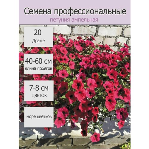 Петуния ампельная Лавина Пурпурная 20 шт