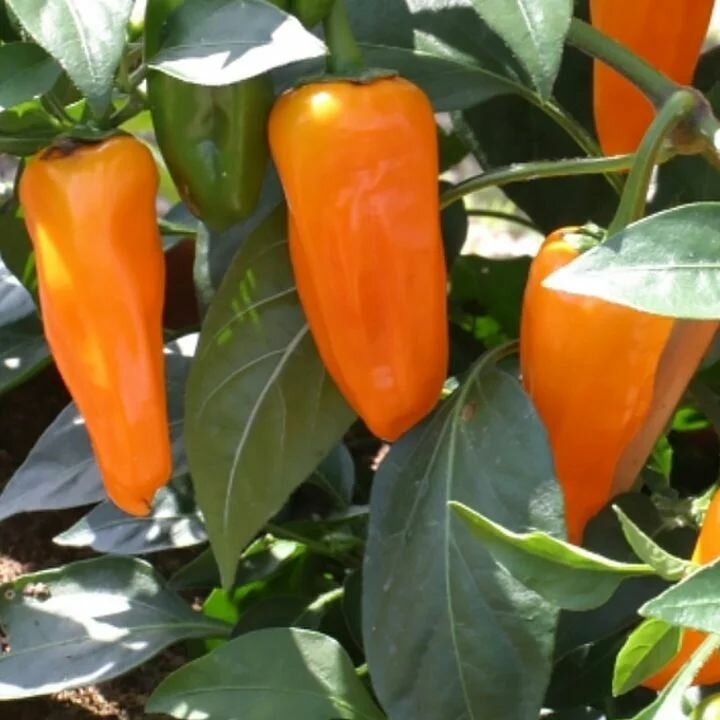 фото Коллекционные семена перца сладкого Сибирская лиса