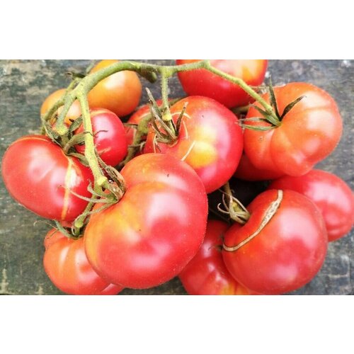 Коллекционные семена томата Сангрия