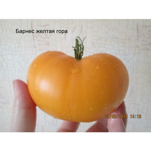 Коллекционные семена томата Оранжевый Горы Барнс