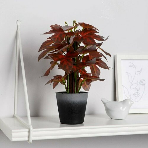 Бонсай в горшке Оксалис 9х22 см 922₽