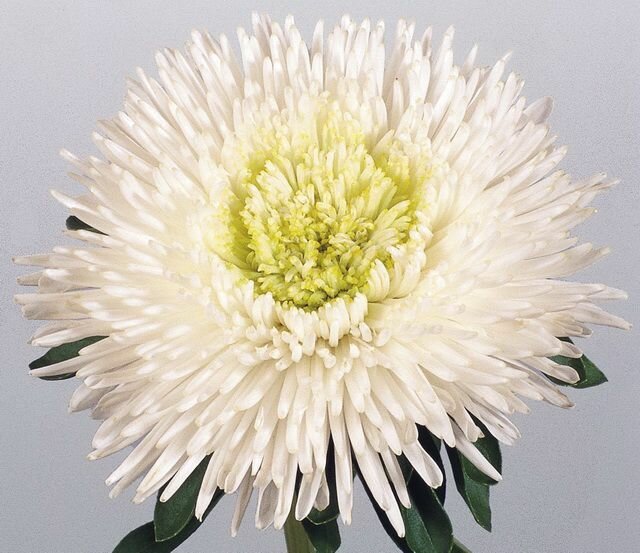 Астра Шанхайская Роза Белая с мощным раскидистым кустом хороша для срезки 30 семян