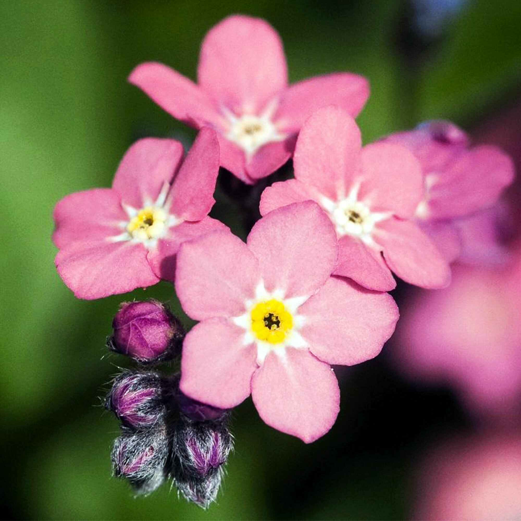 Незабудка Многолетняя Альпийская Виктория Розовая незаменима для ранневесеннего оформления цветников и рабаток 80 семян