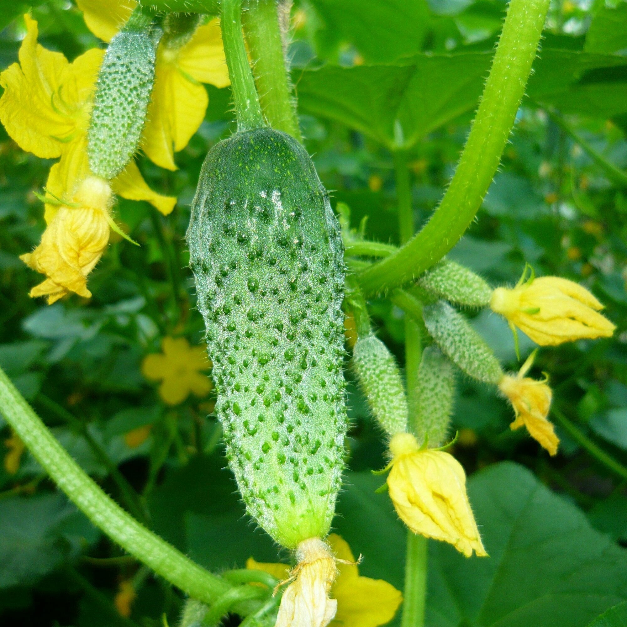 Огурец Кречет F1 пчелоопыляемый гибрид для открытого грунта высокая урожайность в неблагоприятных погодных условиях долгое плодоношение 8 шт семян