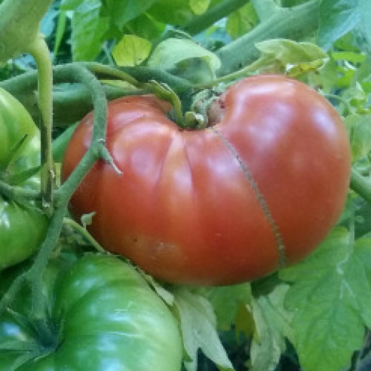 Коллекционные семена томата Томатный король