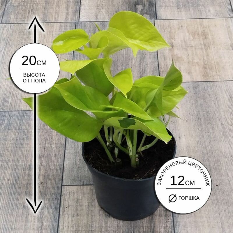 Эпипремнум Голден Потос 12*20, живое комнатное растение в горшке