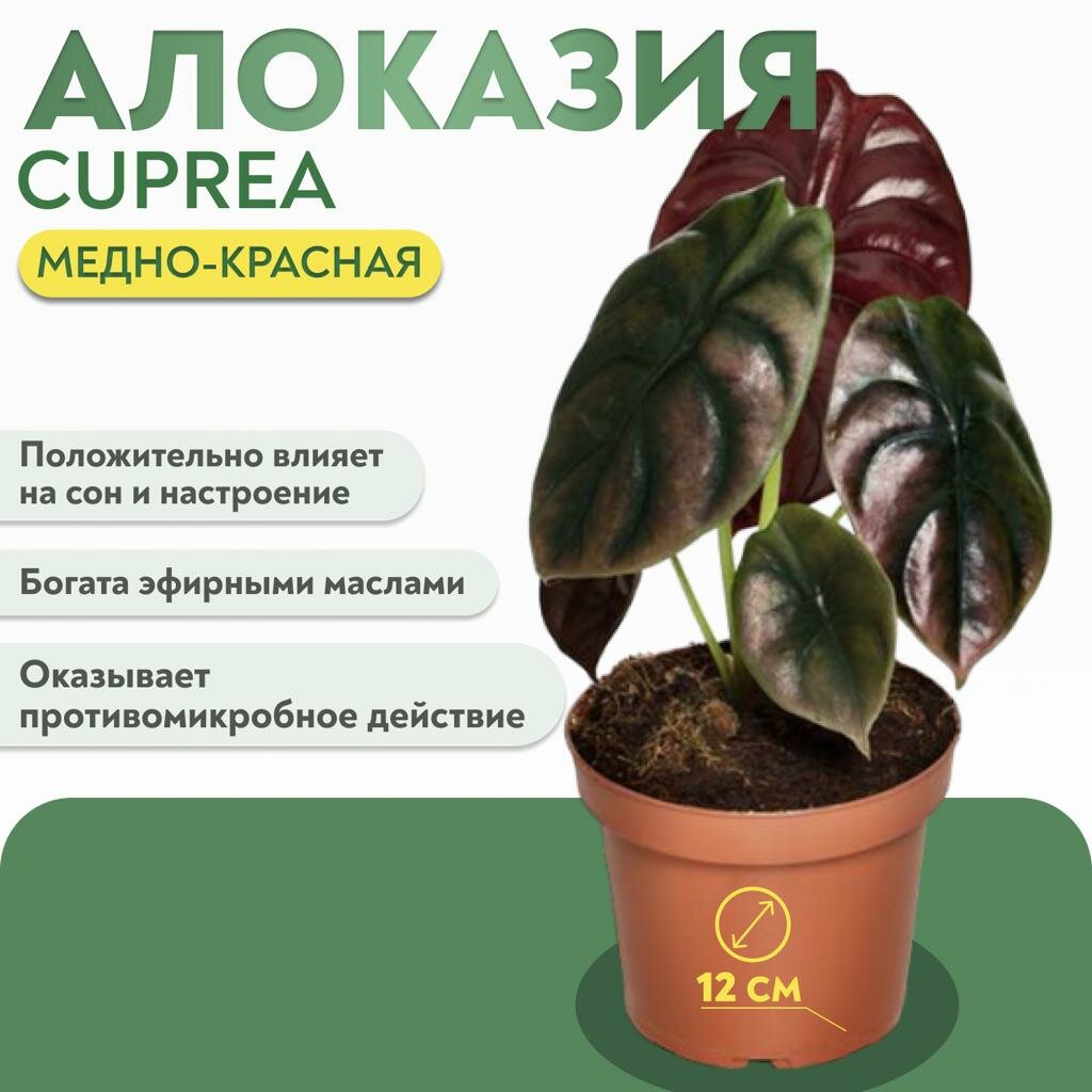 Алоказия Cuprea