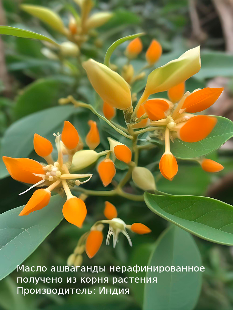 Масло женьшеня 15 мл WIPLUS — фото 1