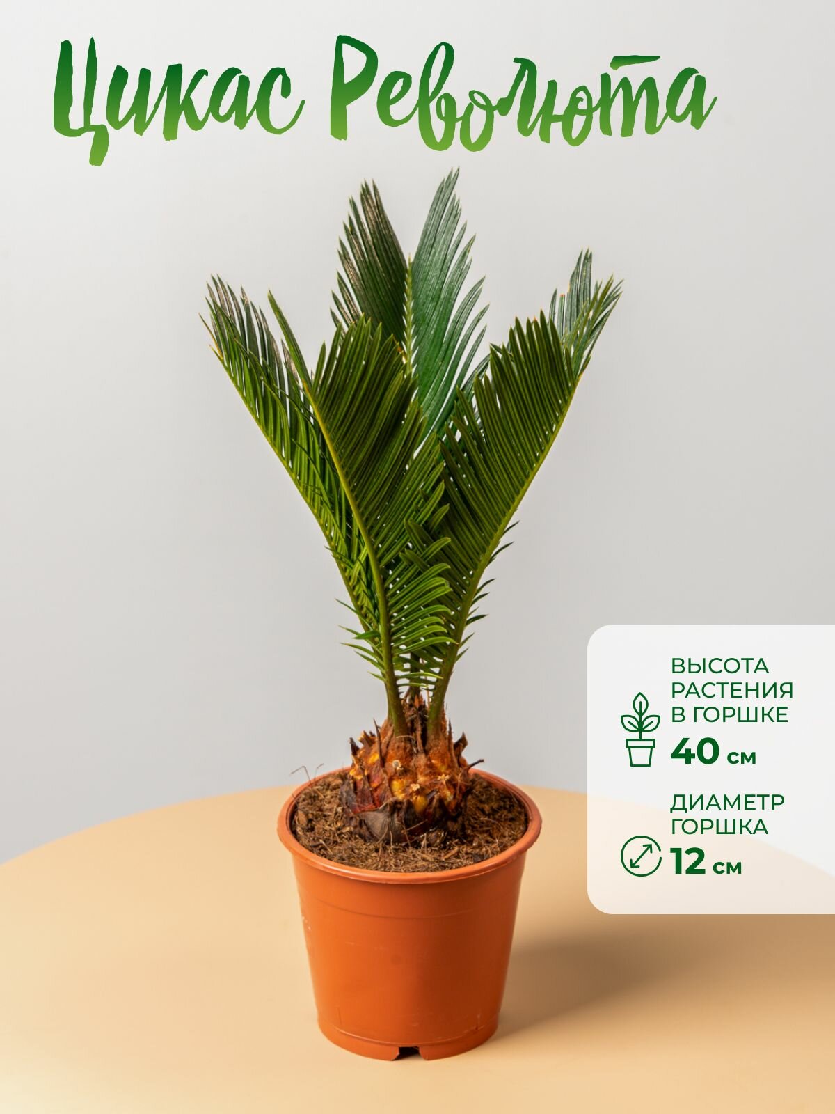 Цикас революта растение живое дм 12 см