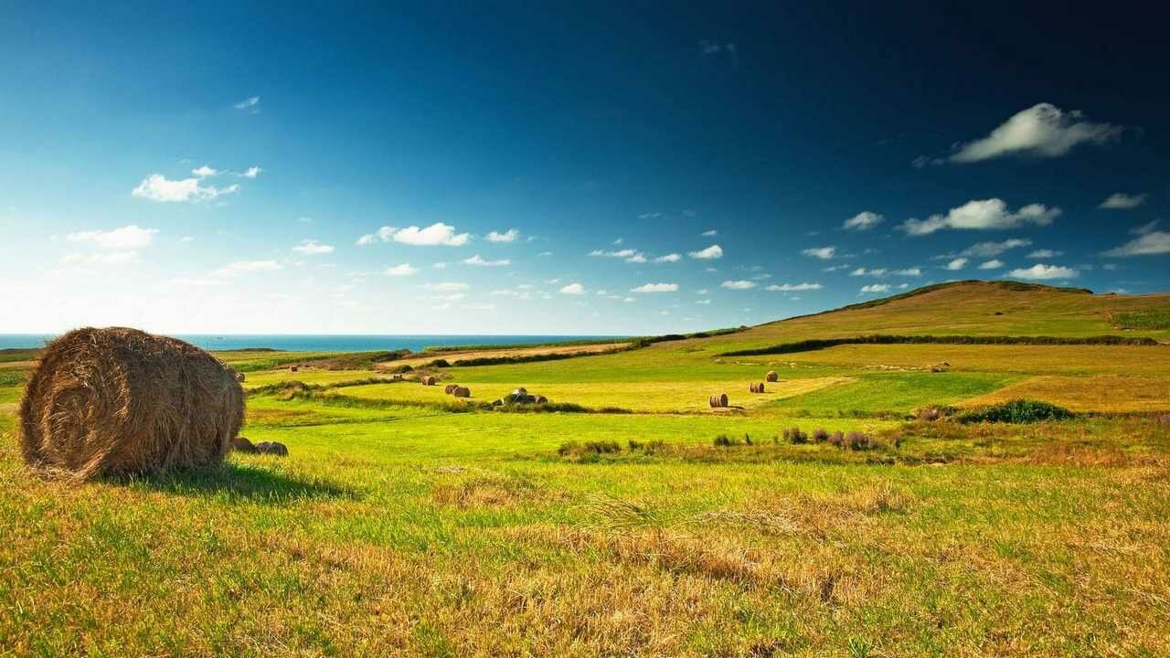 Картина на стену в раме большая деревья в лучах солнца летом - купить по низкой 