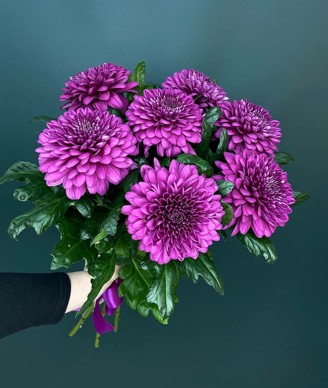 Хризантема кустовая Ламира саженец саженцы 155663392 купить за 331 ₽ в интернет-