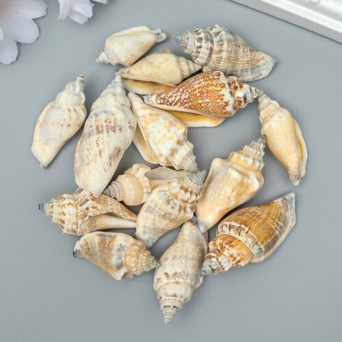 Декоративные ракушки Strombus Urceus 15 шт 519₽