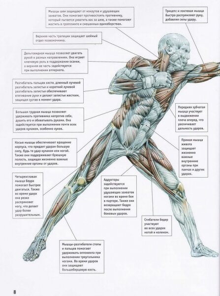 Анатомия Боя. Силовые упражнения для боевых искусств - фото №10
