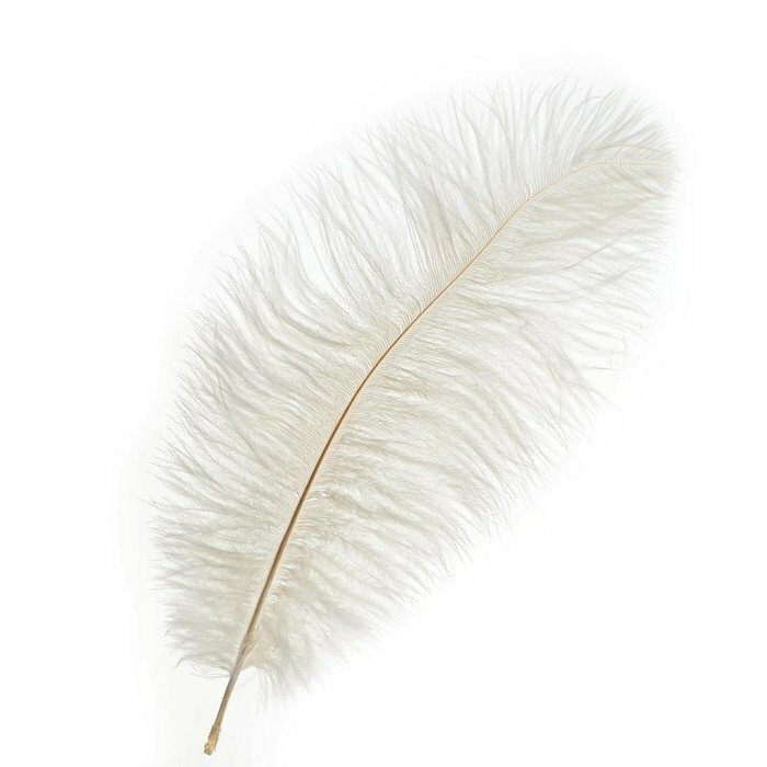 фото Перо для декора, размер: 30-35 см, цвет белый (комплект из 6 шт)