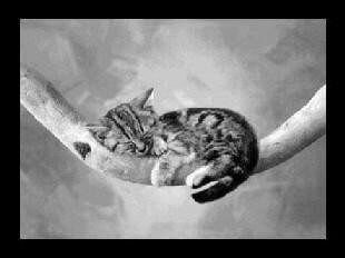 фото Condor Vebe Грязезащитный коврик Modemo 100007 котенок 0.5x0.8 м.