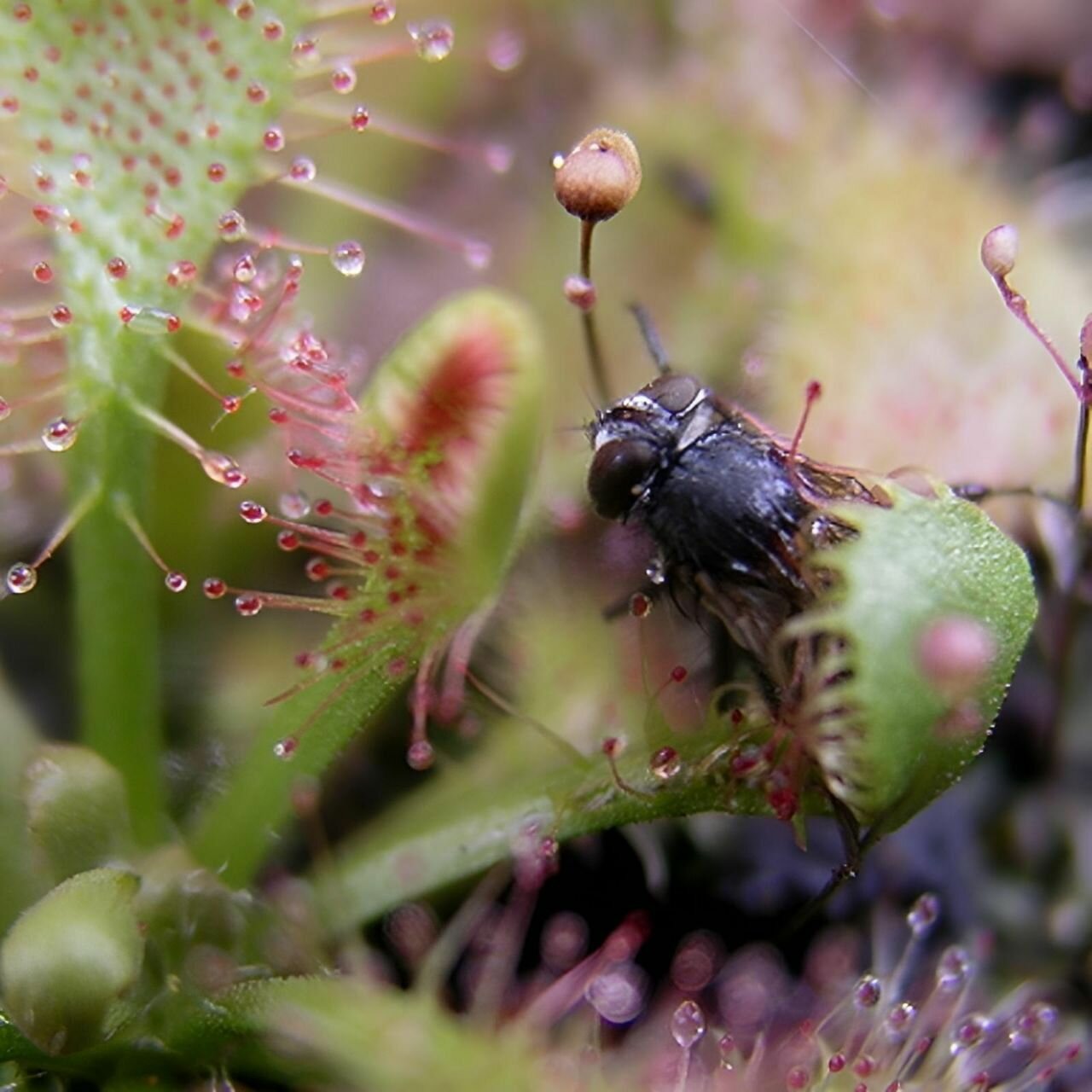 Семена Мухоловка Росянка, Drosera Tokaiensis 10+ шт, хищное растение, поедающее мух — фото 1
