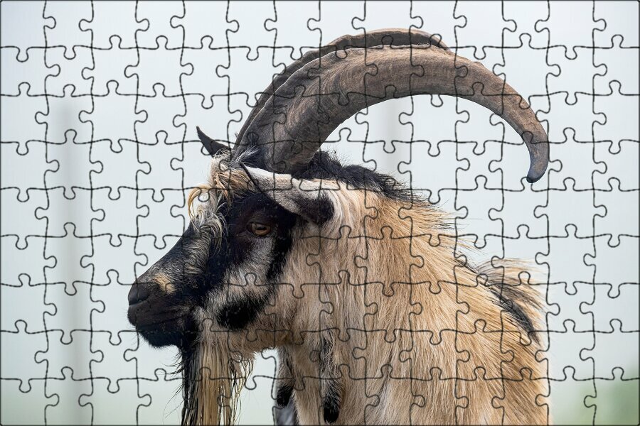 Магнитный пазл "Козел, голландский козел, животное" на холодильник 27 x 18 см.