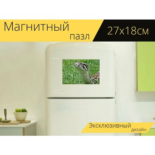 Магнитный пазл Змея, удушающая змея, голова на холодильник 27 x 18 см.