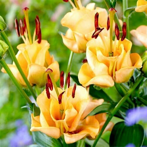 Лилия азиатская Эприкот Фадж; Луковица 5 шт.