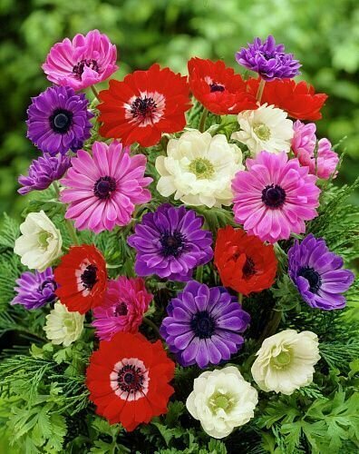 Анемона Св. Бриджит Смесь 10 шт.