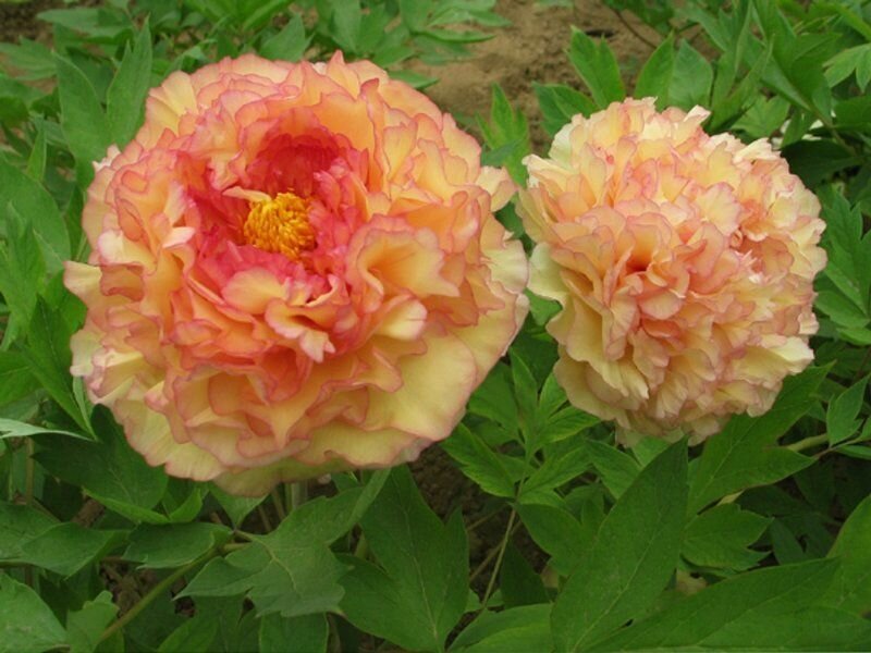 Пион древовидный Золотая Россыпь луковицы клубни корни цветов