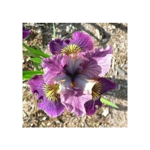 Ирис Чарминг Билли (1 корневище в горшке р9). Holland Bulbs (Голландия)