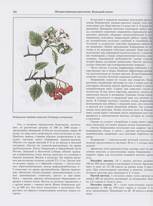 Лекарственные растения. Большой атлас - фото №2
