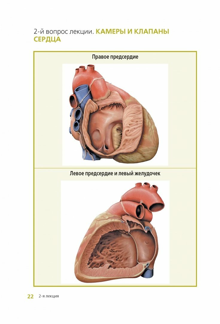 Клиническая анатомия сердца. Иллюстрированный авторский цикл лекций - фото №6