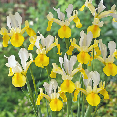 Луковицы Ирис голландский Симфония 10 шт 983₽