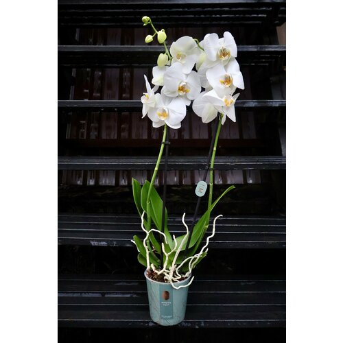 Белая Орхидея Фаленопсис (D-12 H-60)