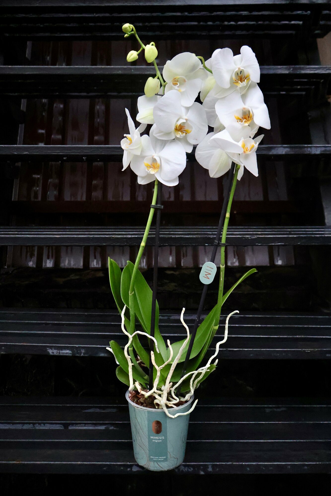 Белая Орхидея Фаленопсис (D-12 H-60)