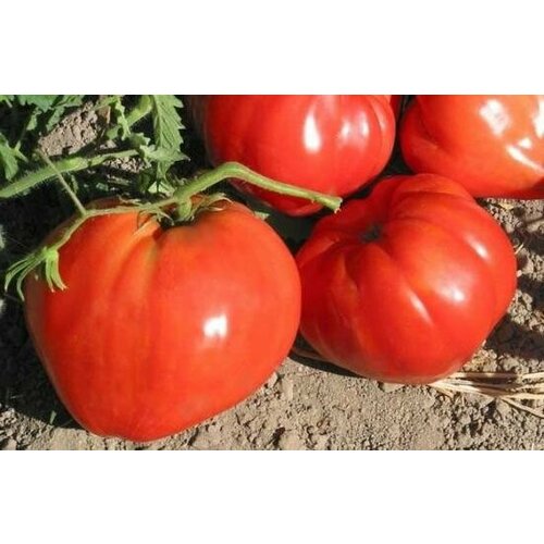 Коллекционные семена томата Шапка гор Болгарии
