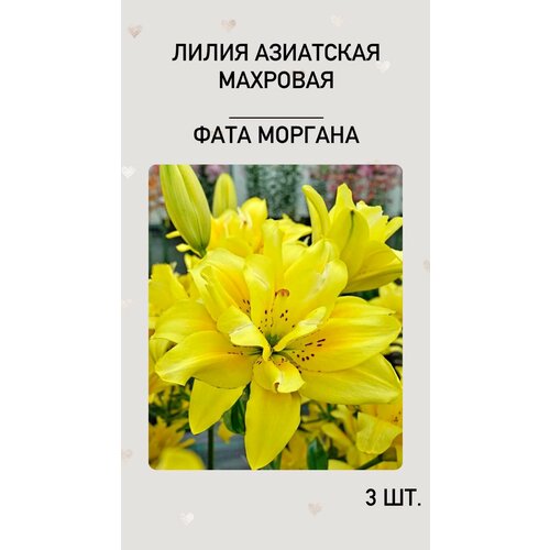 Лилия Фата Моргана, луковицы многолетних цветов лилия фата моргана азиатская махровая 2 луковицы