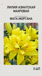 Лилия Фата Моргана, луковицы многолетних цветов