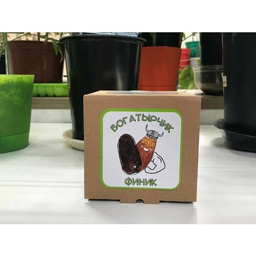Финик. Набор для выращивания растений Богатырчик Финик папайя набор для выращивания растений богатырчик папайя