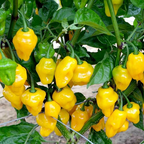 Семена Острый перец Хабанеро желтый (Habanero yellow), 5 шт.