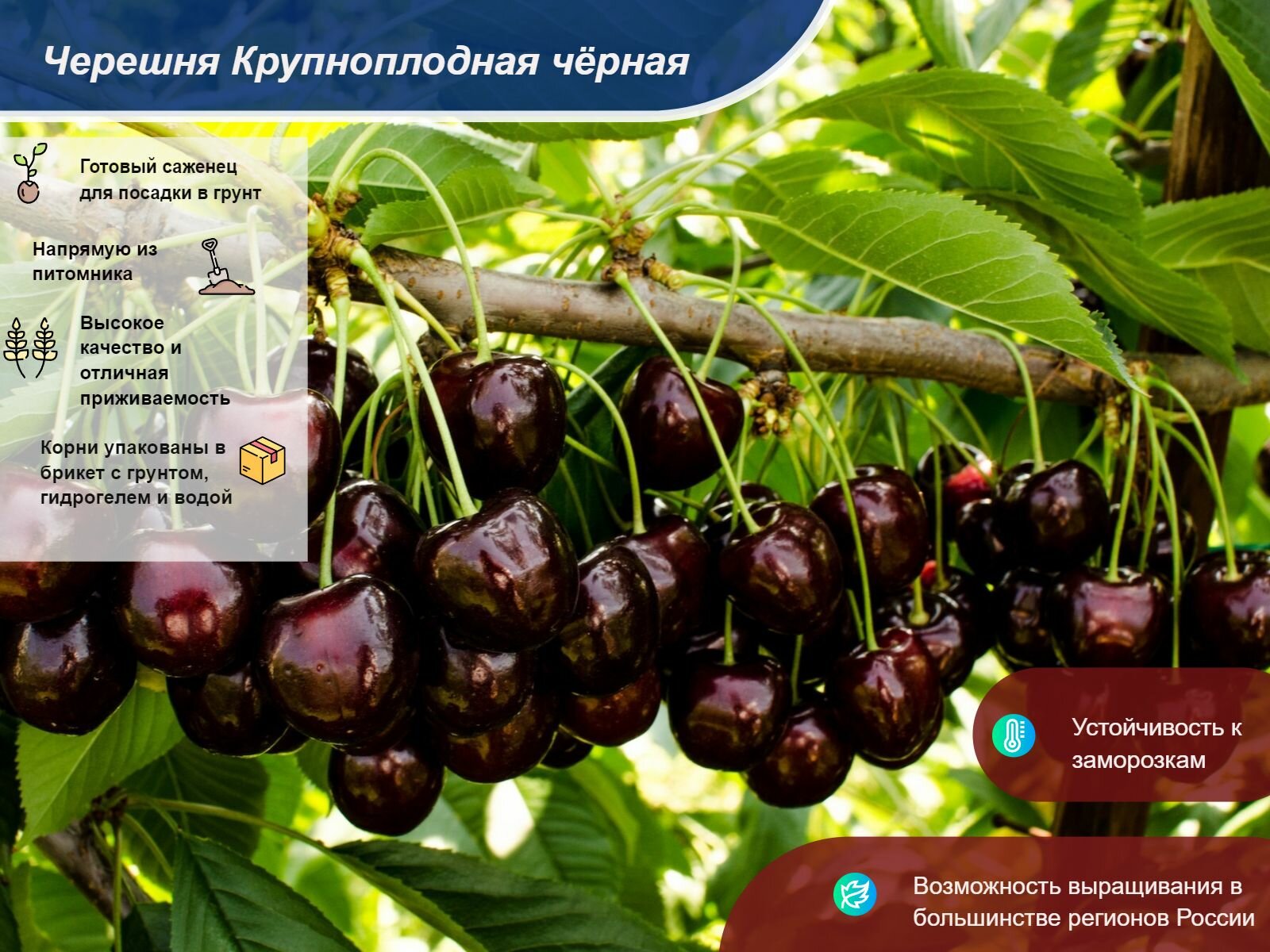 Черешня Крупноплодная черная