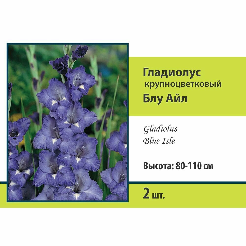 Гладиолус крупноцветковый Блу Айл 2 шт
