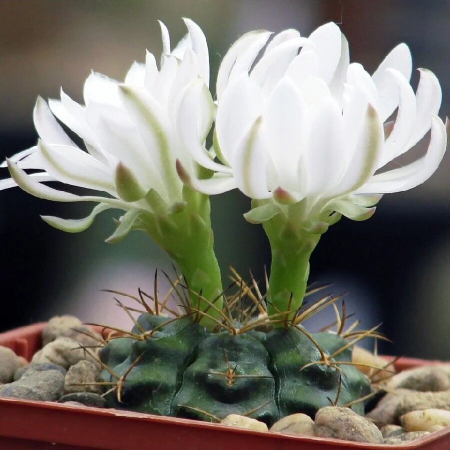 Семена Deodar SEEDS COMPANY Кактус Gymnocalycium damsii v.torulosum 10 шт.