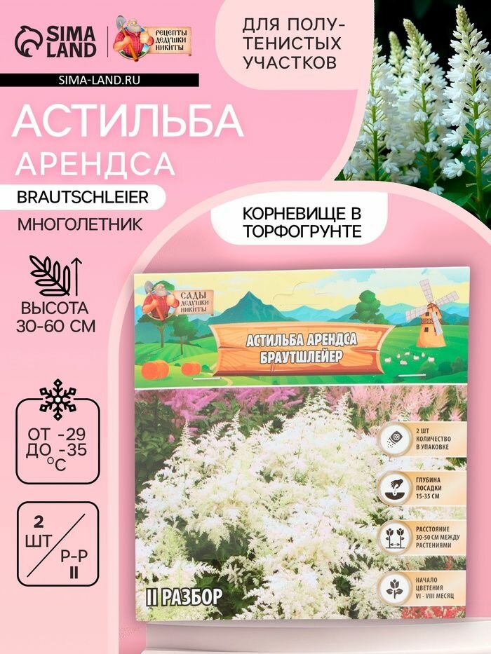 Астильба Арендса Brautschleierмноголетник корневище в торфогрунте р-р II 2 шт.