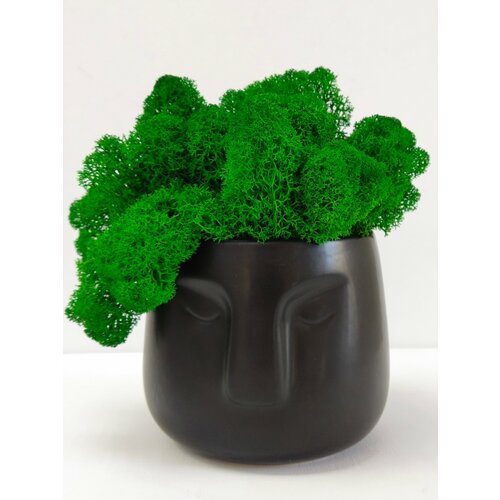 Интерьерная композиция/Декор/Кашпо с стабилизированным мхом