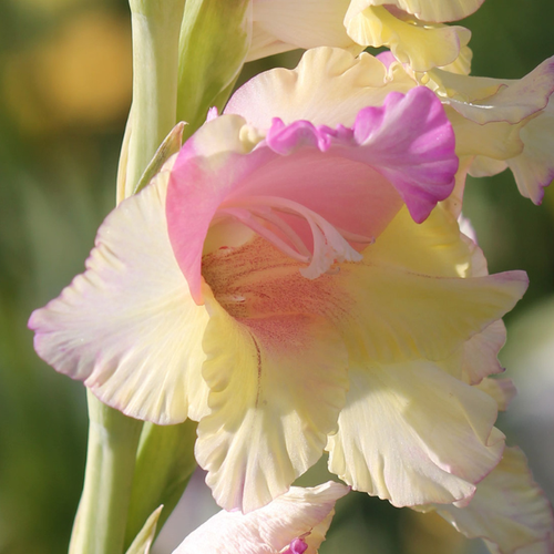 Гладиолус Mон Амур 20 шт