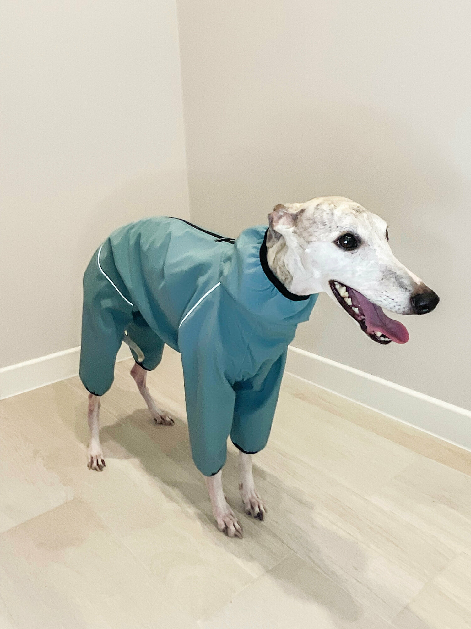 Демисезонный комбинезон для собак пород Уиппет, голубой, размер М3 - фотография № 5